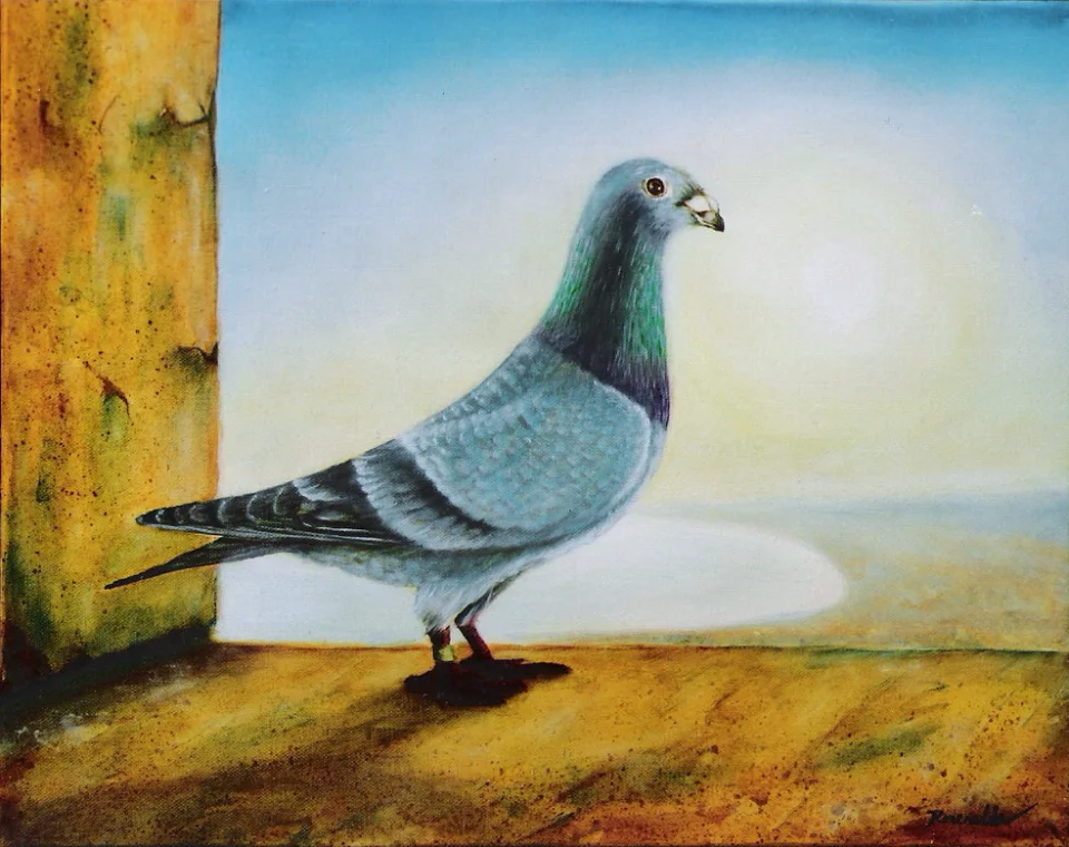 Taube - Eckhard Kowalke
